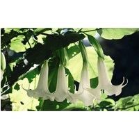 Thompson & Morgan Thompson and Morgan Brugmansia (Datura) Single Yellow 9cm Pot x 1