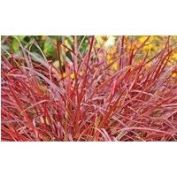 Thompson & Morgan 1 x Pennisetum Fountain Grass 'Fireworks' 9cm Pot