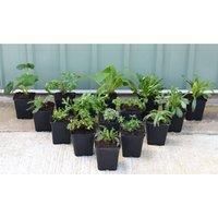 Nurseryman’s Choice Perennial Cottage Garden Collection Hardy Perennial Our Choice of Lucky Dip Plant Variety Easy Grow Your Own Garden Flowers 3X 9cm Potted Plant Thompson and Morgan