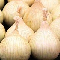 Onion /'Galacticus/' - Massive Bulbs, Uniform White Skin - Mildly Flavoured, Easy-to-Grow Allium cepa - Perfect for Show Benches and Culinary Creations - 1x Seed Packet by Thompson & Morgan