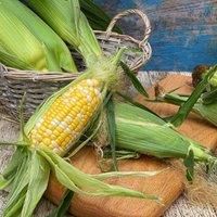 Sweetcorn Pot of Gold F1 - Compact Variety - Bicolored, Tender Cobs for Whole-Pan Cooking - Easy-to-Grow Corn Seeds for Home Gardening - 1x Seed Packet by Thompson & Morgan
