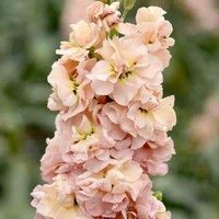 Stock Apricot Column - Hardy Annual - Exquisite Peach Blooms with Divine Fragrance - Continuous Flowering for Your Garden & Home - 1 Packet (75 Seeds) by Thompson and Morgan