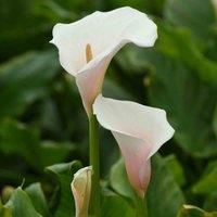 Arum Lily /'Pink Splash/' Seeds - Spectacular Pink-Fluted Spathes for Stunning Garden Displays - British Bred Lily Ideal for Patios, Containers, and Cut Flowers 1x Seed Packet by Thompson & Morgan