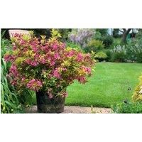 Weigela /'Magic Carpet/' Plants Low Maintenance Dwarf Hardy Shrub Orange Foliage Pink Blooms Easy to Grow Your Own Garden Flowers 1x 9cm Potted Plant by Thompson & Morgan (1)