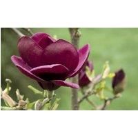 Thompson & Morgan Thompson and Morgan Magnolia Genie 9cm Pot x 1