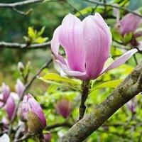 Thompson & Morgan Thompson and Morgan Magnolia soulangeana 9cm Pot x 1