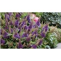 Thompson & Morgan Thompson and Morgan Buddleja Butterfly Candy Little White 9cm Pot x 1