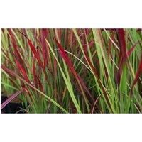 Imperata cylindrica /'Rubra/' /'Red Baron/' Japanese Blood Grass Hardy Perennial Low Maintenance Easy to Grow Your Own Garden Grasses 2X 9cm Potted Plant by Thompson and Morgan (2)
