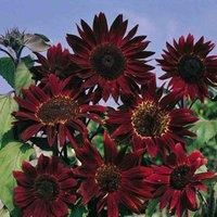 Sunflower /'Claret/' F1 Hybrid Seeds - Deep Red Blooms with Chocolate Centres - RHS Award Winner - Tall Branching Plants - Kew Flowerhouse Collection - 1 Packet (25 Seeds) by Thompson & Morgan