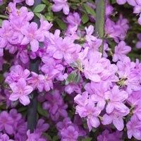 Thompson & Morgan Azalea Dwarf Lilac 9cm Pot x 1