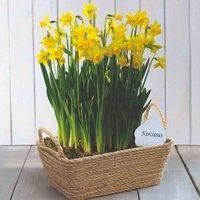 Thompson & Morgan Thompson and Morgan Narcissus (Daffodil) Tete A Tete 100 Bulbs
