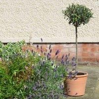 Thompson & Morgan Thompson And Morgan Olive Tree - Medium 80-90Cm Standard 2-4 Litre Pot X 1