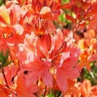 Azalea /'Dwarf Orange/' Rhododendron Compact Spring Flowering Evergreen Hardy Shrub Orange Blooms Easy to Grow Your Own Garden Flowers 1x 9cm Potted Plant by Thompson &Morgan