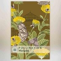 Marigold /'Scarlet Sophie/' Kew Pollination Collection Tagetes patula French Marigold Half-Hardy Annual Garden Flower Plant Easy to Grow Your Own by Thompson and Morgan