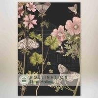 Malva moschata /'Snow White/' Kew Pollination Collection Musk Mallow Hardy Perennial Garden Flower Plant Easy to Grow Your Own 1x Seed Packet (Approx. 40 Seeds) by Thompson and Morgan