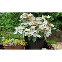 Thompson & Morgan Thompson and Morgan Hydrangea Cloud Nine9cm Pot x 1