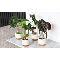Thompson & Morgan 3 x Alocasia Cuprea Mix 6cm Pot, Green
