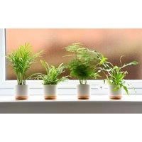 Thompson & Morgan Thompson and Morgan Green Houseplant Starter Mix 6cm Pot x 3