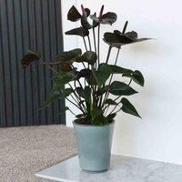Thompson & Morgan Anthurium Black Love 12cm Pot x 1