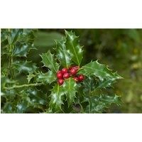 Thompson & Morgan Thompson and Morgan Holly Ilex 'Green Alaska' 2 Litre Pot - 1 plant