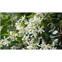 Thompson & Morgan Thompson and Morgan Trachelospermum Jasminoides 2 litre Pot x 1
