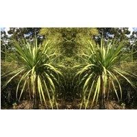 Thompson & Morgan Thompson and Morgan Cordyline australis Verde atlantic green - 17cm x 1 plant