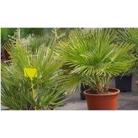 Thompson & Morgan Thompson and Morgan Chamaerops humilis - 19cm x 1 plant