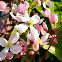 Clematis armandii Plant /'Apple Blossom/' Winter Flowering Fragrant Pink Blooms Hardy Climbing Shrub Easy to Grow Your Own Garden Vigorous Evergreen Climber 1 x 2 Litre Potted Plant by Thompson & Morgan