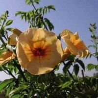 Thompson & Morgan Campsis Summer Jazz Gold 2 Litre Potted Plant x 1