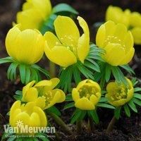 Thompson & Morgan 50 x Winter Aconite Bulbs