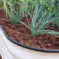 Suttons Original Veggie Bed Sage Garden Easy Planting Merino White 2x Veg Bed