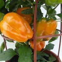 Pepper (Sweet) Liberty Belle - High-Yield Hybrid - Compact Patio Container Variety - Sweet Flavor, Heat-Tolerant - Ideal for Greenhouse and Outdoor Growing - 1x Seed Packet by Thompson & Morgan