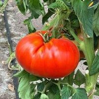 Tomato /'Supersteak/' F1 Seeds - Giant Beefsteak - RHS Award of Garden Merit - Cordon/Indeterminate Growth - Ideal for Burgers and Grilling - High-Yield Variety - 1x Seed Packet by Thompson & Morgan