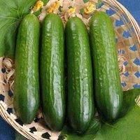 Cucumber /'Merlin/' F1 Seeds - High-Yield, Disease-Resistant, and Continuous Harvesting - Perfect for Greenhouse and Polytunnel Gardening - 1x Seed Packet by Thompson & Morgan