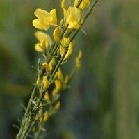 Cytisus x praecox /'Allgold/' Broom Plant Deciduous Hardy Shrub Yellow Blooms Grey-Green Foliage Low Maintenance Easy to Grow Your Own Garden Flowers 2 x 3.6 Litre Potted Plants by Thompson and Morgan