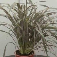Phormium Plant /'Pink Stripe/' New Zealand Flax Hardy Perennial Low-Maintenance Easy to Grow Tropical Foliage Plants with Large 7.5-Litre Potted Plants by Thompson and Morgan