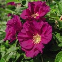 Thompson & Morgan Rose (Shrub) rugosa Rubra 3.5 Litre Potted Plant x 1