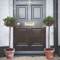 Potted Standard Tree Holly for Patios & Outdoors, Evergreen Foliage and Red Winter Berries, Holly Blue Maid (Ilex) Standard 1 x 2 Litre Potted Plant by Thompson and Morgan