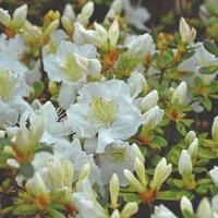 Thompson & Morgan Azalea Dwarf White 9cm Pot x 1