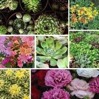 Alpine Perennial Mixed Collection Low Maintenance Plants with Bright Colours and Unique Flowers, 1 x Alpine Perennial Mixed Lucky Dip Containing Plants in 9cm Pots by Thompson and Morgan (1)