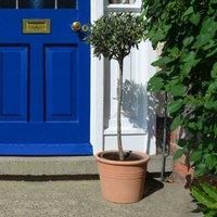 Thompson & Morgan Thompson And Morgan Olive Tree Large Standard 90-110Cm 4-6 Litre Pot X 1