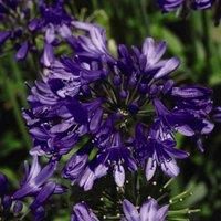 Thompson & Morgan Agapanthus 'Everpanthus' Collection 9cm Potted Plants x 3