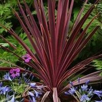 Thompson & Morgan Cordyline Torbay Red 9cm Pot x 1