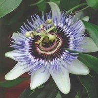 Thompson & Morgan Thompson And Morgan Passiflora Caerulea - 9Cm Pot X 1