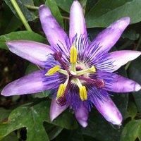 Passiflora (Passion Flower) Lavender Lady Hardy Perennial Easy to Grow Your Own Sun Loving Garden Flowering 1x 9cm Potted Plant by Thompson & Morgan