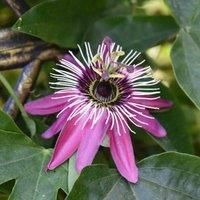 Passiflora (Passion Flower) Violacea Victoria Tender Perennial Easy to Grow Your Own Sun Loving Garden Flowering 1x 9cm Potted Plant by Thompson & Morgan