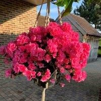 Thompson & Morgan Azalea cascadula Bright Fuchsia 19cm Potted Plant x 1, Pink