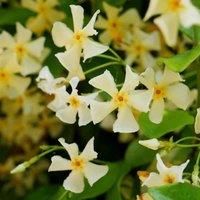 Thompson & Morgan Thompson & Morgan Trachelospermum Jasmine Tuscani 9Cm Pot X 1