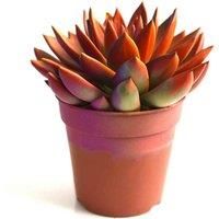 Echeveria /'Miranda Chameleon/' - Enchanting Painted Echeveria Houseplant – 1 x 12cm Pot by Thompson and Morgan