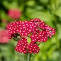 Achillea millefolium /'Cerise Queen/' - Hardy Perennial - Full of Summer Colours - Favourite with pollinators - Easy to Grow Your Own - Low Maintenance Garden 1x 9cm Pots by Thompson and Morgan (1)
